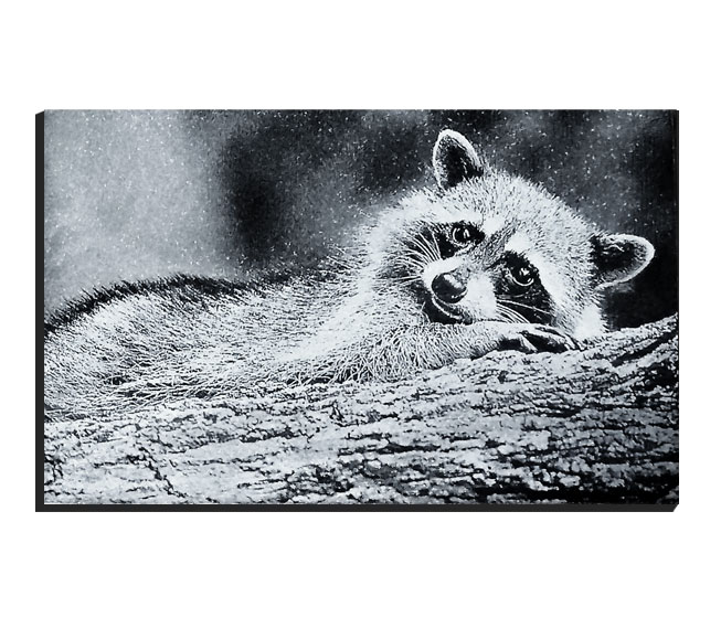 SE-raccoon